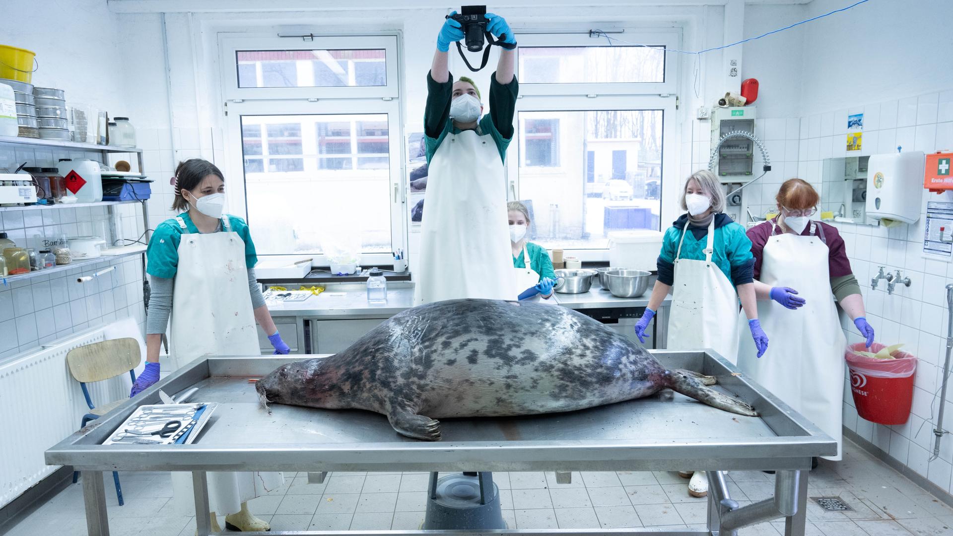 Tierärzte stehen um einen Behandlungstisch, auf dem eine Robbe liegt. Eine der Personen hält eine Kamera hoch und macht ein Foto.