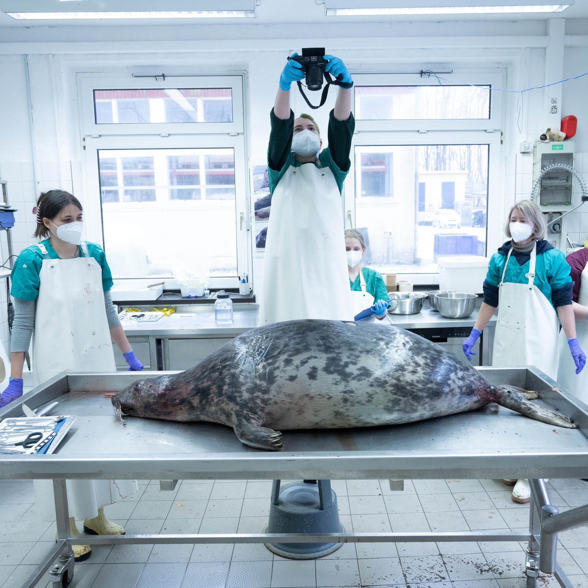 Tierärzte stehen um einen Behandlungstisch, auf dem eine Robbe liegt. Eine der Personen hält eine Kamera hoch und macht ein Foto.
