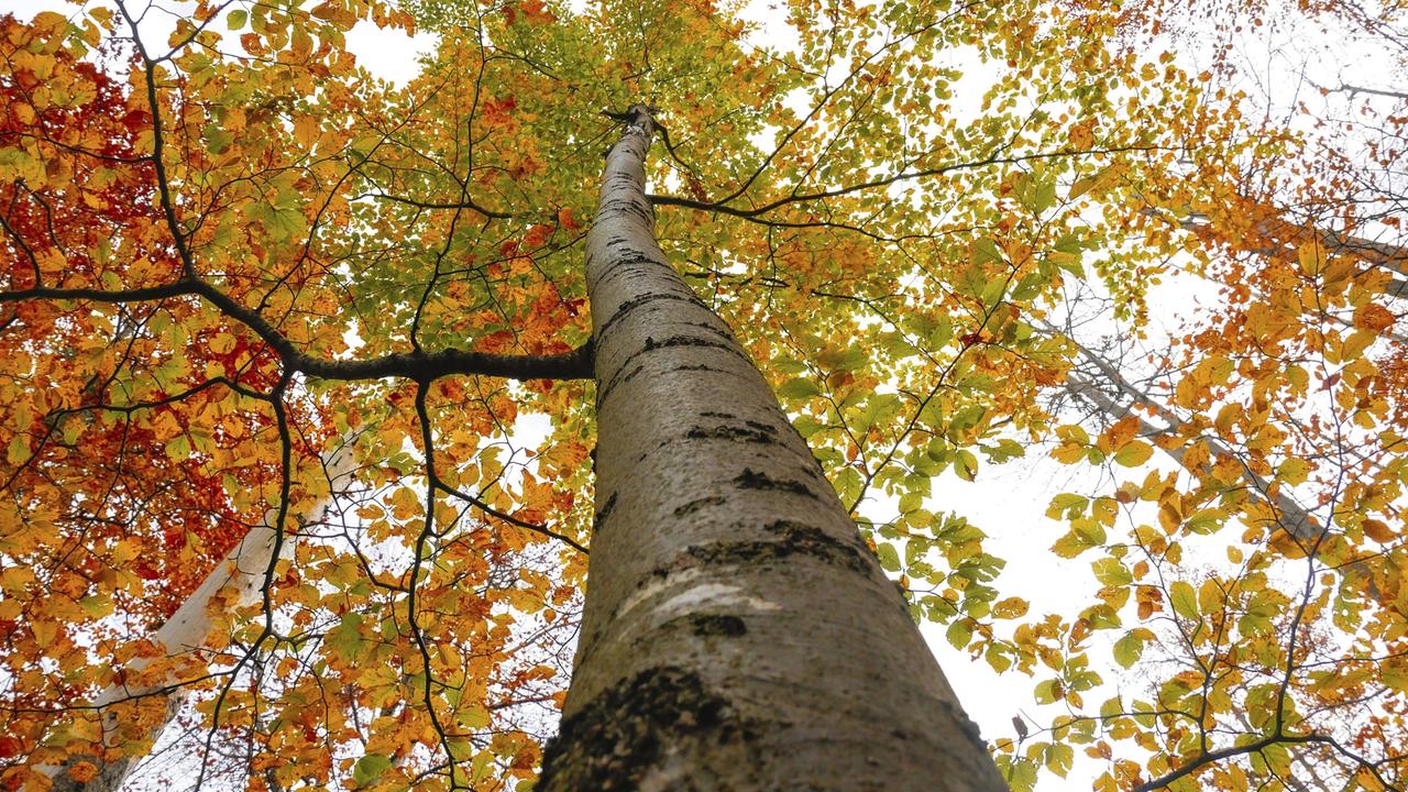 Herbstlaub im Wald im Nationalpark Berchtesgaden, Bayern