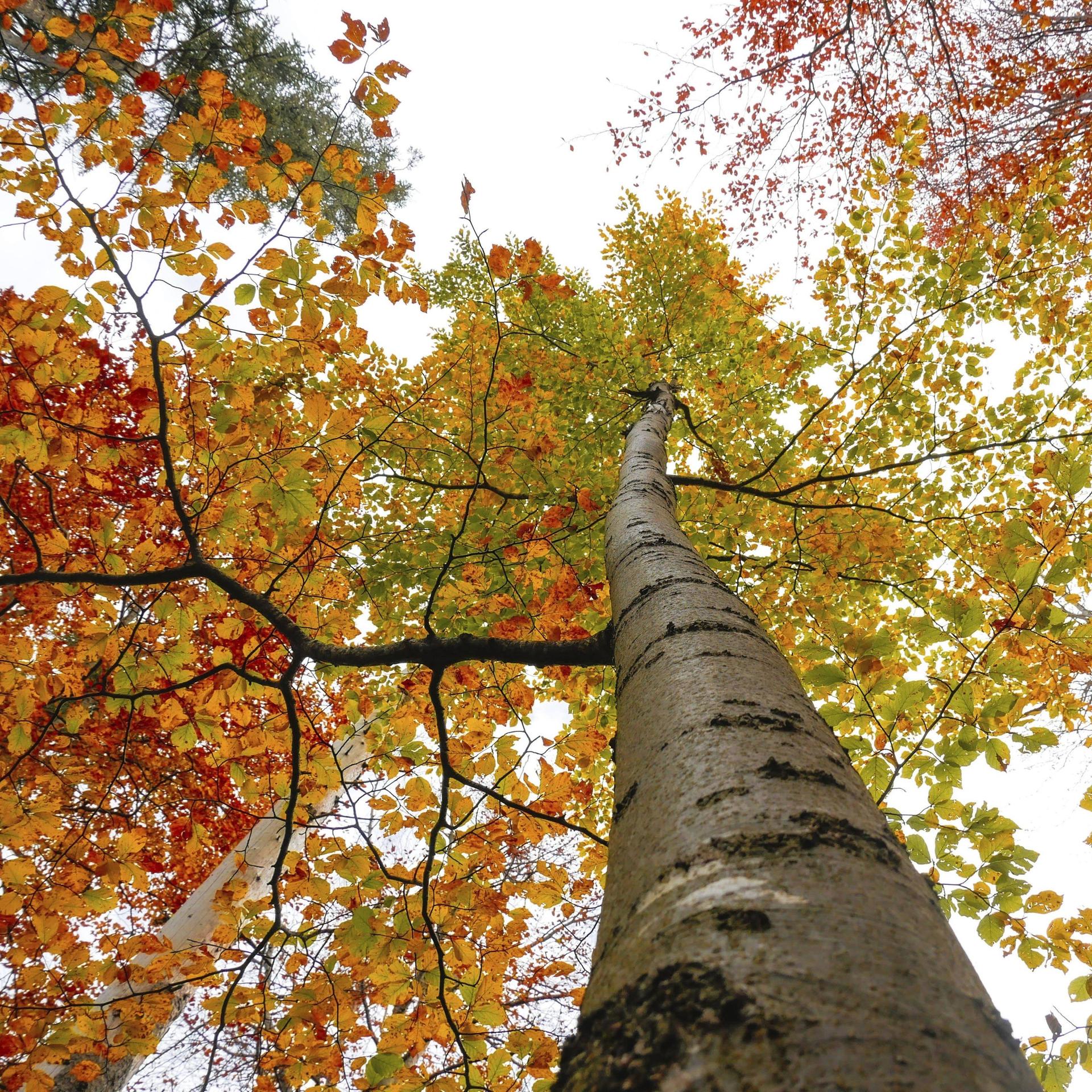 Herbstlaub im Wald im Nationalpark Berchtesgaden, Bayern