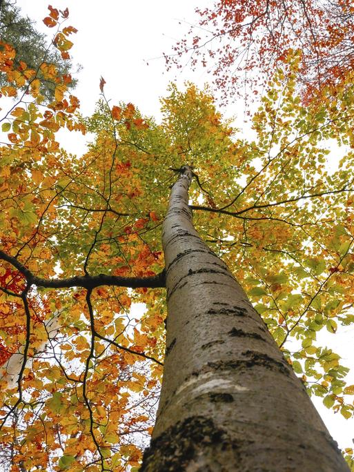 Herbstlaub im Wald im Nationalpark Berchtesgaden, Bayern