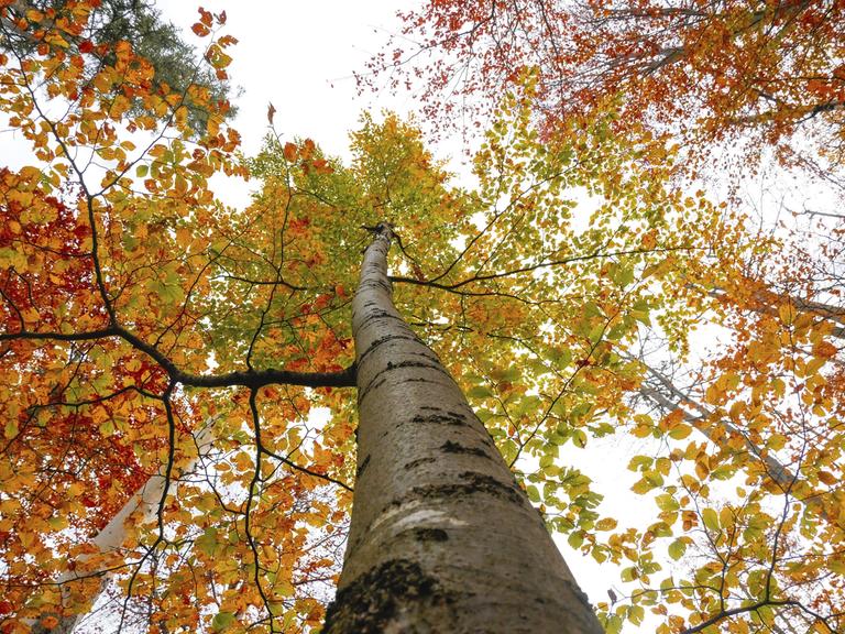 Herbstlaub im Wald im Nationalpark Berchtesgaden, Bayern