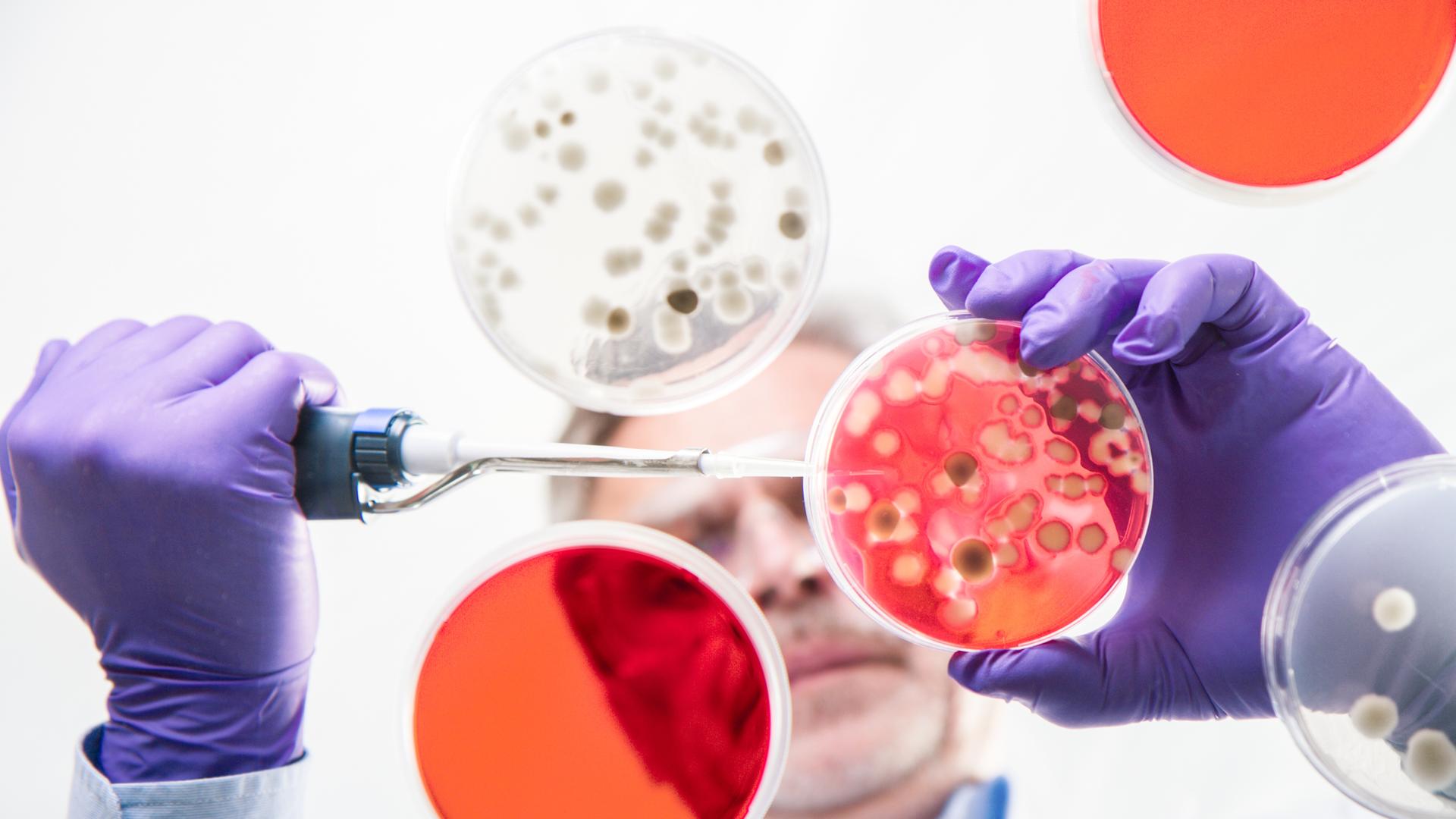 Ein Wissenschaftler forscht mit Bakterien.