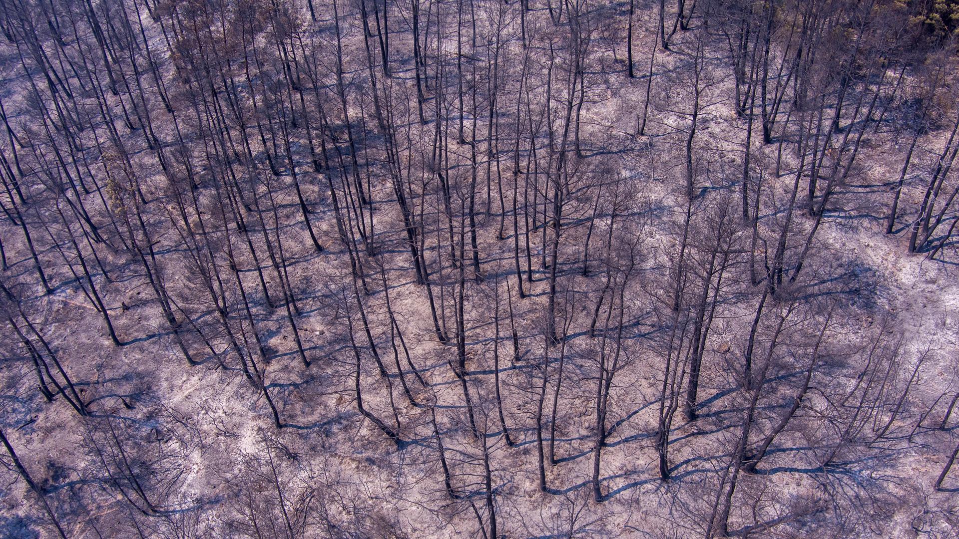 Drohnenaufnahmen zeigen die abgebrannten Gebiete durch das Feuer der vergangenen Tage bei Aleandroupoli. Momentaufnahme am Mittwoch, 23. August 2023. Drohnenaufnahmen zeigen die abgebrannten Gebiete durch das Feuer der vergangenen Tage bei Aleandroupoli. Momentaufnahme am Mittwoch, 23. August 2023.