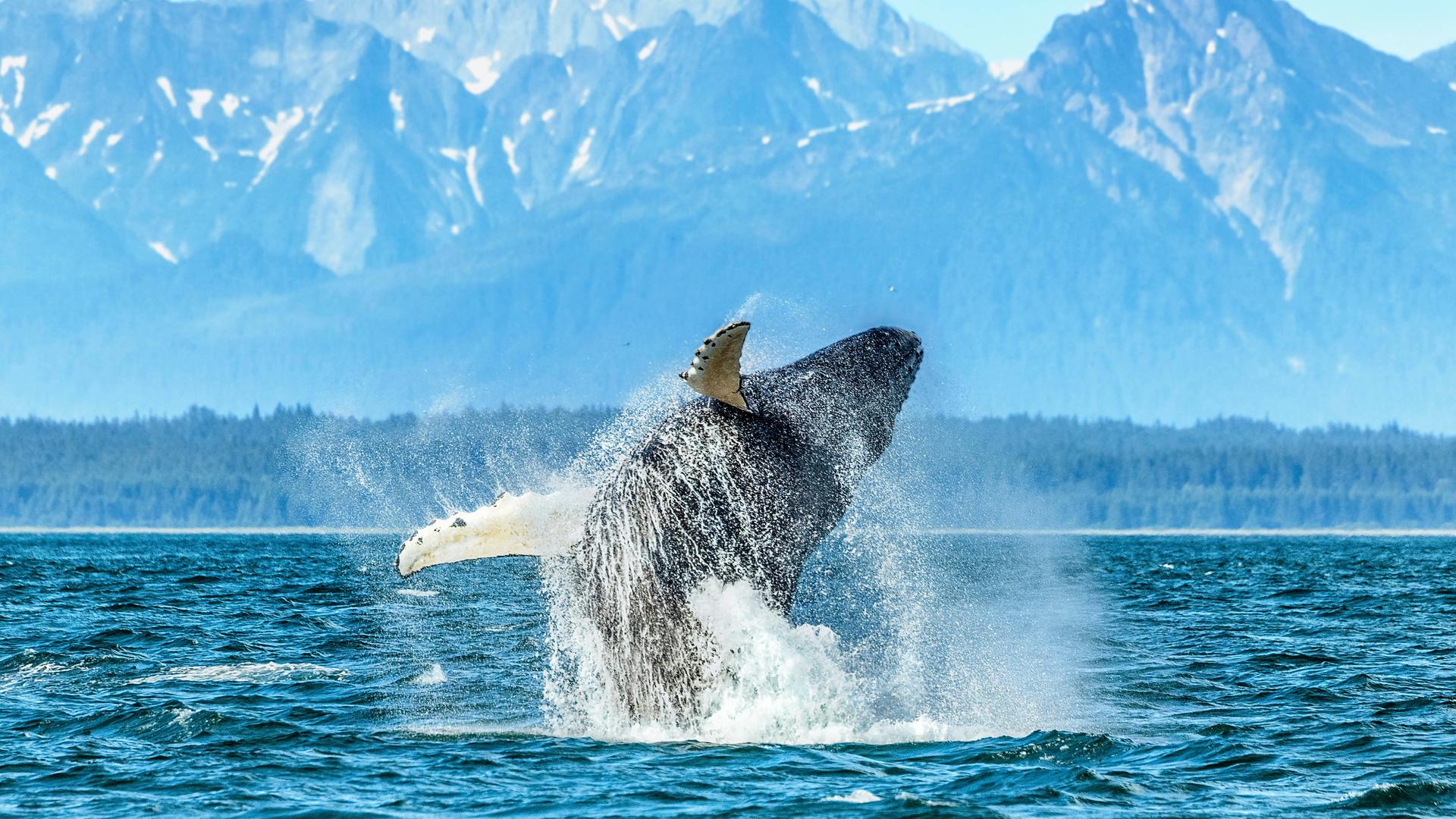 Ein Buckelwal in Alaska taucht aus dem Wasser auf, im Hintergrund sind verschneite Berge zu erkennen. 