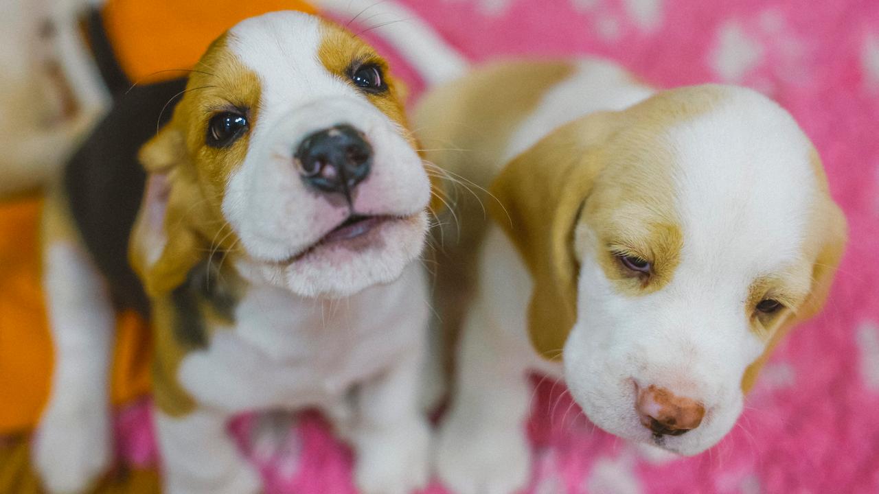 Zwei Beagle-Welpen sitzen nebeneinander auf einer pinken Decke.