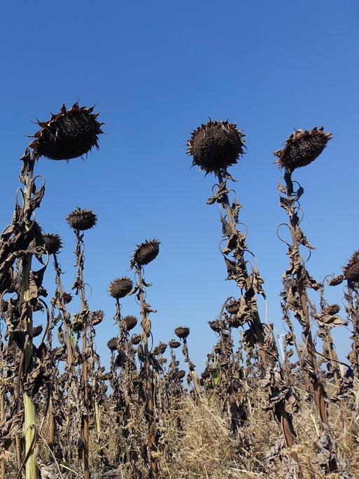 Auf einem Feld stehen vertrocknete Sonnenblumen
