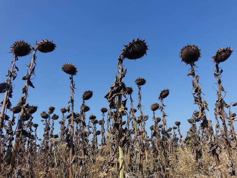Auf einem Feld stehen vertrocknete Sonnenblumen