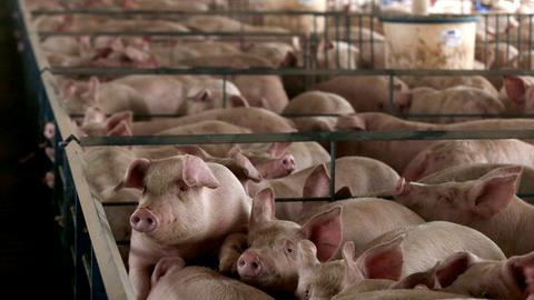 Schweine stehen dicht aneinander gedrängt in einer Reihe von Verschlägen in einem langgestreckten Stallgebäude.