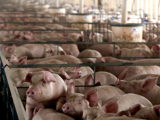 Schweine stehen dicht aneinander gedrängt in einer Reihe von Verschlägen in einem langgestreckten Stallgebäude.