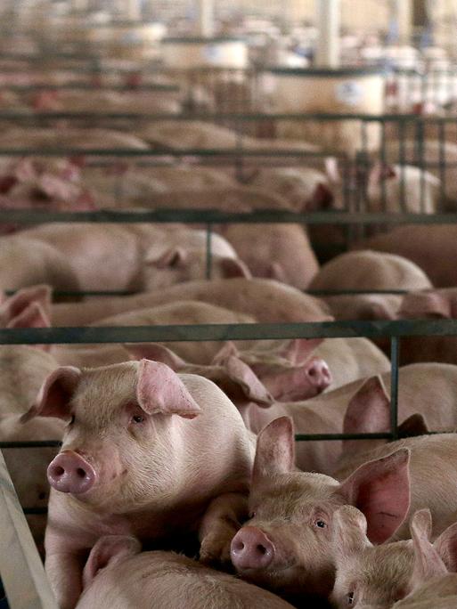 Schweine stehen dicht aneinander gedrängt in einer Reihe von Verschlägen in einem langgestreckten Stallgebäude.