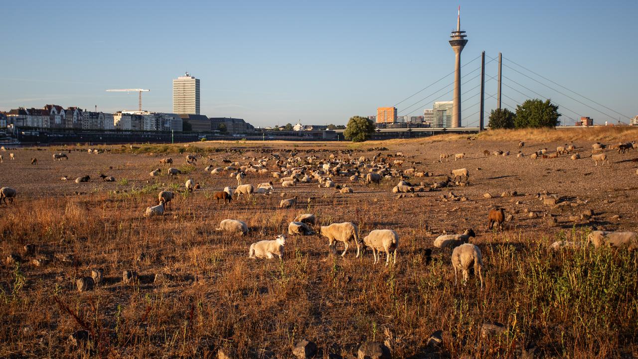 Schafe weiden im August 2026 in Düsseldorf auf trockenem Gras entlang des teilweise ausgetrockneten Rheinbettes. Der Wasserstand des Rheins hat aufgrund der anhaltenden Dürre und der Hitze Rekordtiefstände erreicht (Symbolbild)
