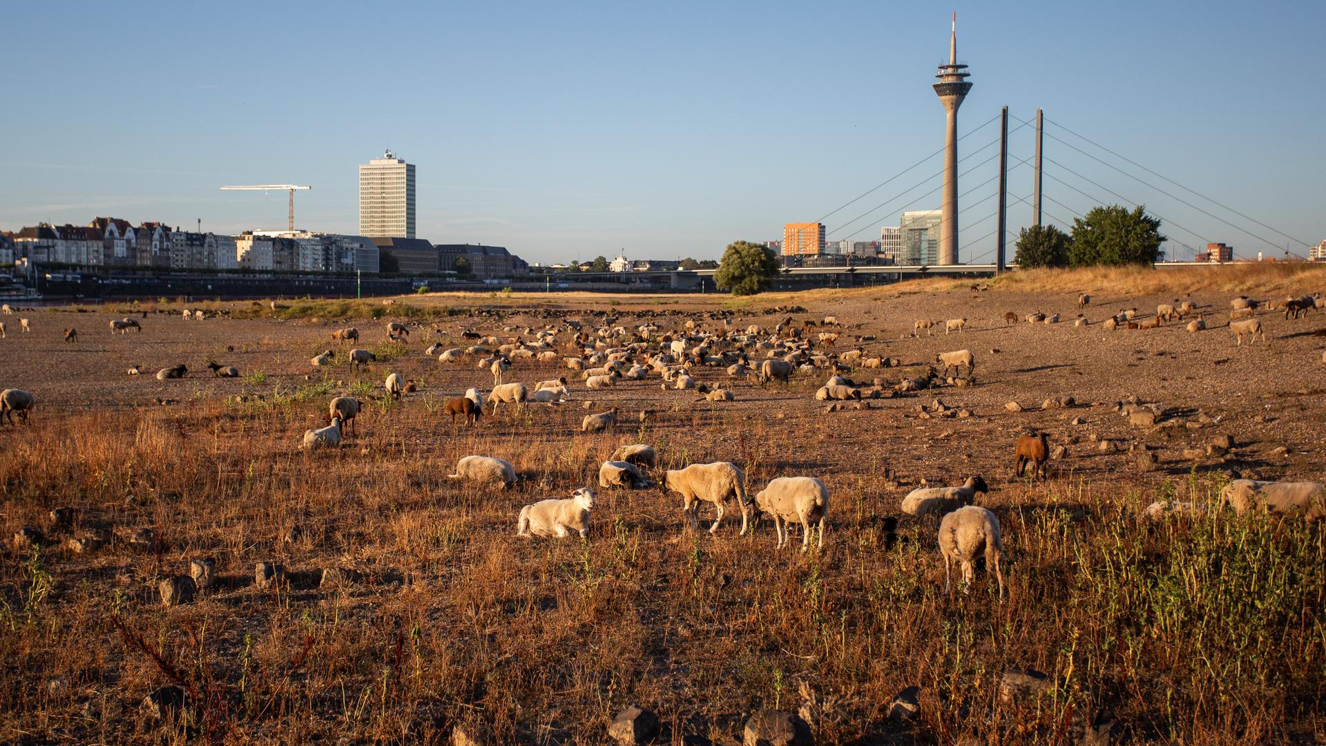 Schafe weiden im August 2026 in Düsseldorf auf trockenem Gras entlang des teilweise ausgetrockneten Rheinbettes. Der Wasserstand des Rheins hat aufgrund der anhaltenden Dürre und der Hitze Rekordtiefstände erreicht (Symbolbild)