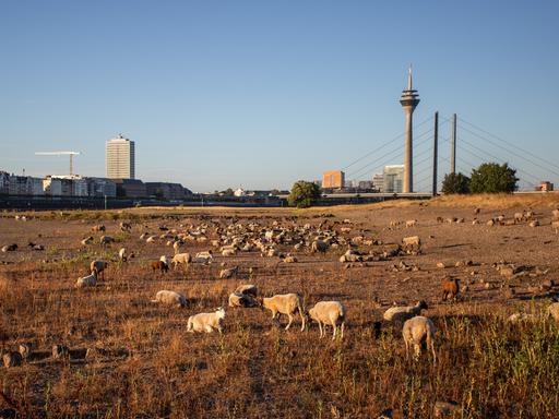 Schafe weiden im August 2026 in Düsseldorf auf trockenem Gras entlang des teilweise ausgetrockneten Rheinbettes. Der Wasserstand des Rheins hat aufgrund der anhaltenden Dürre und der Hitze Rekordtiefstände erreicht (Symbolbild) Schafe weiden im August 2026 in Düsseldorf auf trockenem Gras entlang des teilweise ausgetrockneten Rheinbettes. Der Wasserstand des Rheins hat aufgrund der anhaltenden Dürre und der Hitze Rekordtiefstände erreicht (Symbolbild)