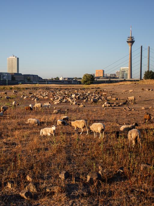 Schafe weiden im August 2026 in Düsseldorf auf trockenem Gras entlang des teilweise ausgetrockneten Rheinbettes. Der Wasserstand des Rheins hat aufgrund der anhaltenden Dürre und der Hitze Rekordtiefstände erreicht (Symbolbild) Schafe weiden im August 2026 in Düsseldorf auf trockenem Gras entlang des teilweise ausgetrockneten Rheinbettes. Der Wasserstand des Rheins hat aufgrund der anhaltenden Dürre und der Hitze Rekordtiefstände erreicht (Symbolbild)