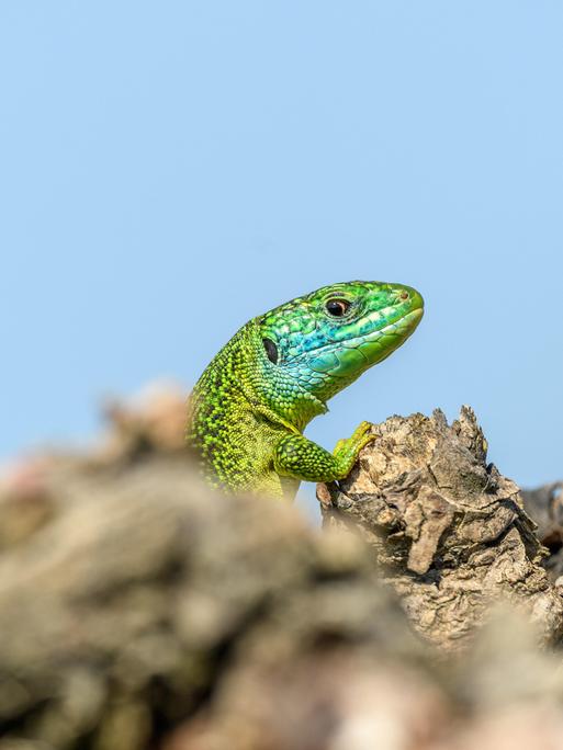 Ein Männchen der Art Westliche Smaragdeidechse (Lacerta bilineata)
