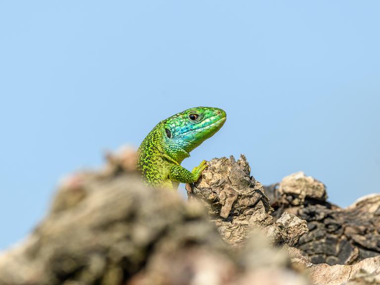 Ein Männchen der Art Westliche Smaragdeidechse (Lacerta bilineata)