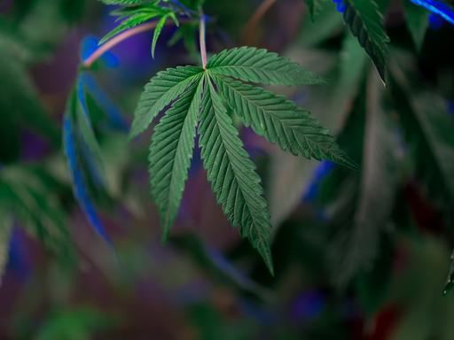 Eine Cannabis-Pflanze