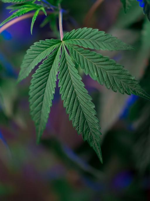 Eine Cannabis-Pflanze