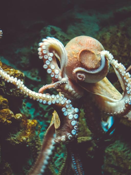 Ein Oktopus unter Wasser.