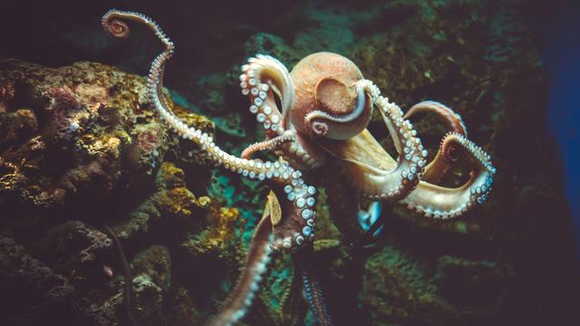 Ein Oktopus unter Wasser.
