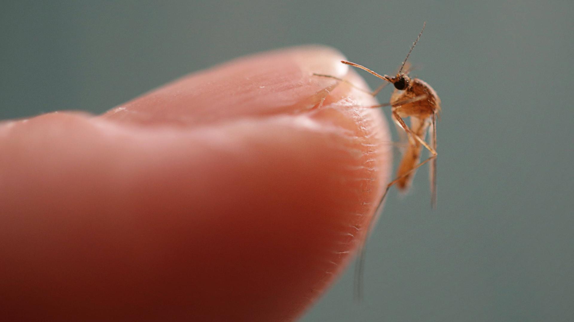 Nahaufnahme einer Fingerspitze, auf der eine Stechmücke sitzt.