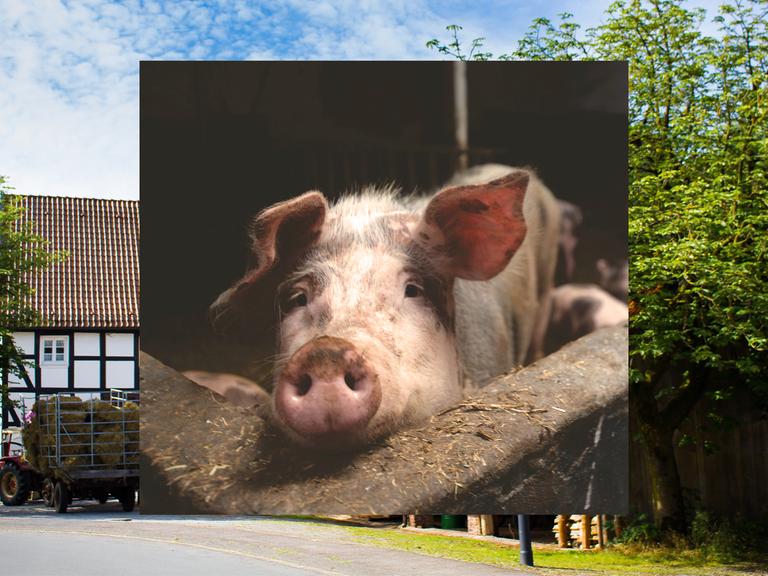 Bild in Bild: Vorn ein Schwein in einem Stall. Hintergrund: Bauernhäuser.