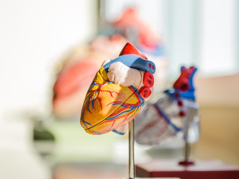 Ein anatomisches Modell eines menschlichen Herzes steht auf einem Podest.