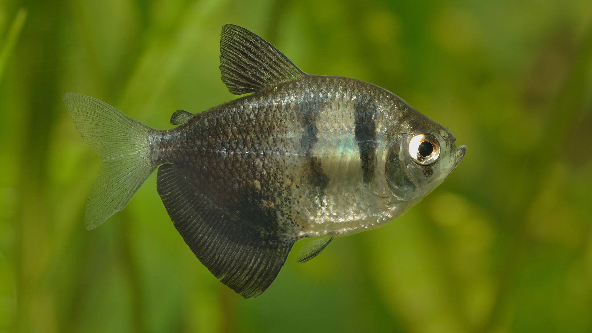 Ein männlicher Trauermantelsalmler in einem Aquarium. Ein männlicher Trauermantelsalmler in einem Aquarium.