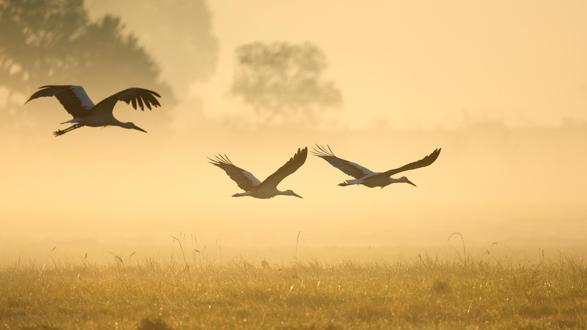Störche fliegen im gelblich verfärbten Nebel in einem Naturschutzgebiet über eine Wiese. Störche fliegen im gelblich verfärbten Nebel in einem Naturschutzgebiet über eine Wiese.