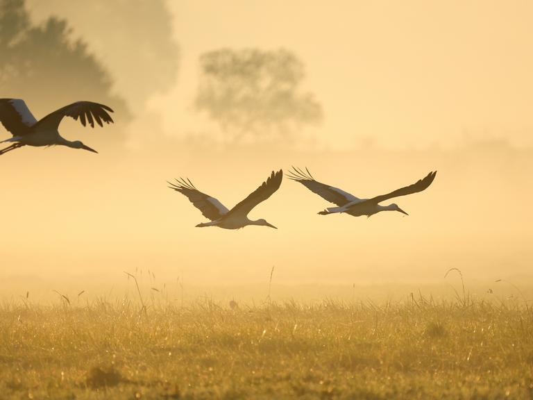 Störche fliegen im gelblich verfärbten Nebel in einem Naturschutzgebiet über eine Wiese.