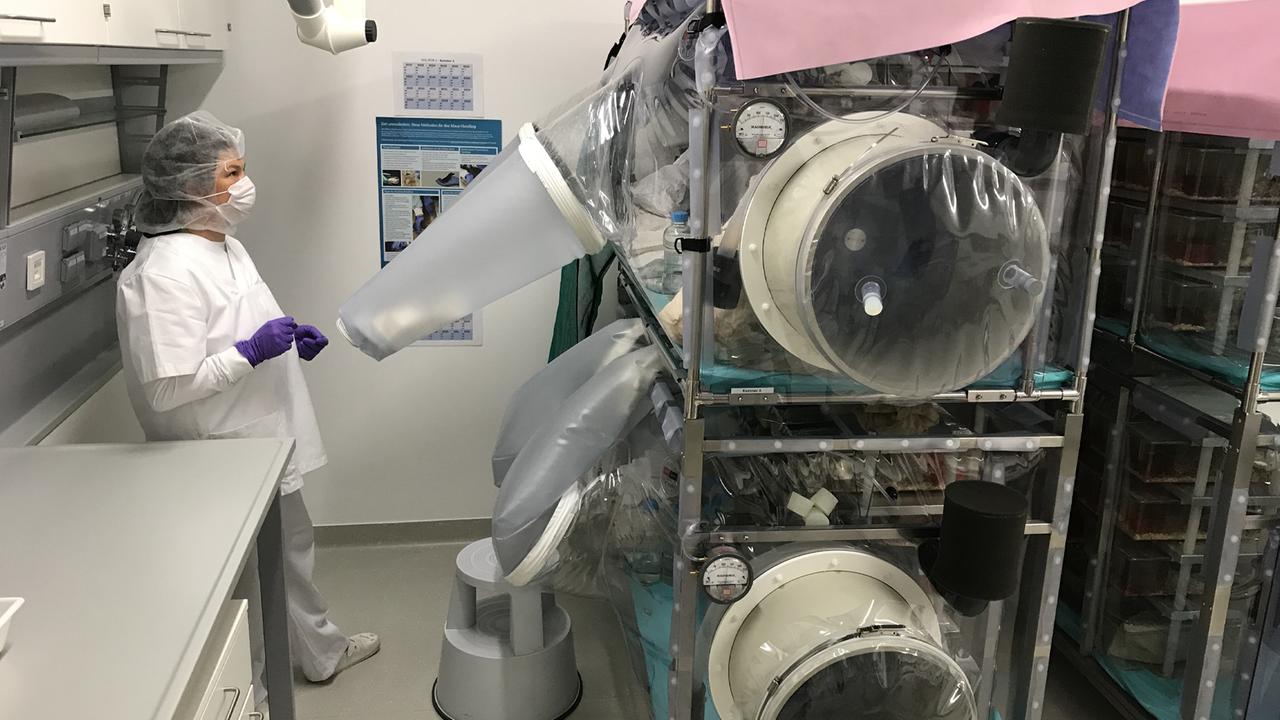 Blick in das Labor mit den keimfreien Mäusen am HKI Jena. Die Käfige sind mit Plastikumhüllungen abgeschirmt, der Zugriff erfolgt über Griffschleusen mit eingerbeiteten Handschuhen.