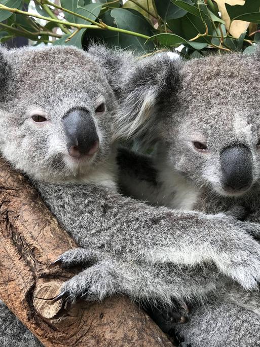 Zwei graue Koalas umarmen sich in einer Astgabel.