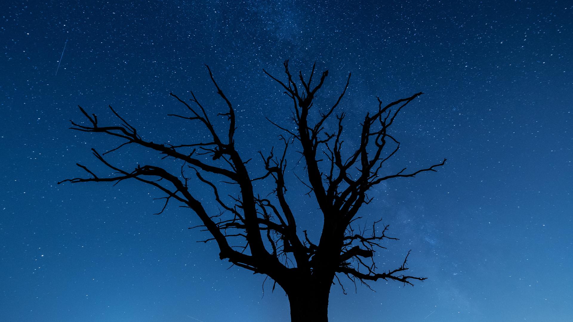 Baum ohne Blätter vor sternklarem Nachthimmel