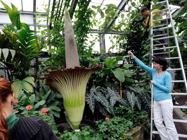 Besucher betrachen die riesige Blüte einer Titanenwurz.