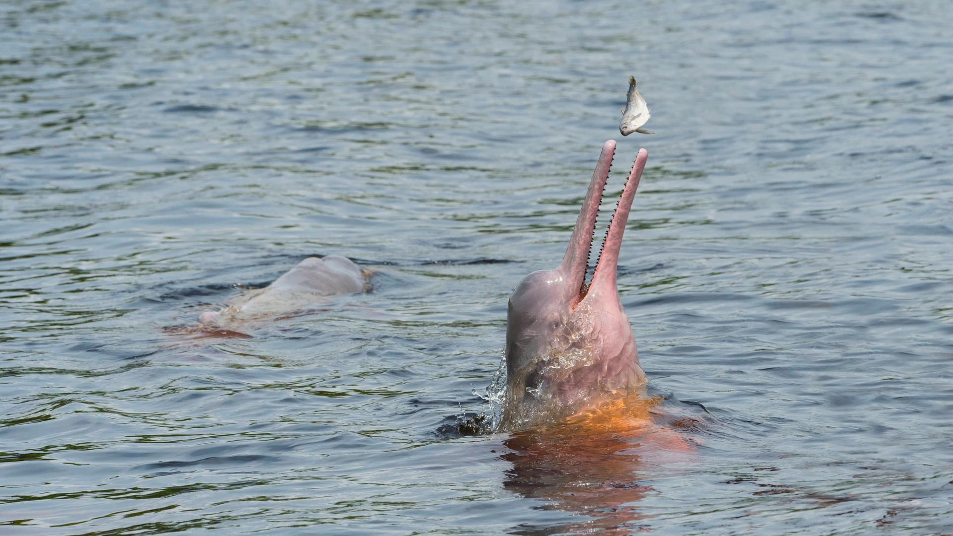 Ein Amazonas-Flussdelfin streckt den Kopf mit der langen Schnauze aus dem Wasser in Richtung eines Fischs. Ein Amazonas-Flussdelfin streckt den Kopf mit der langen Schnauze aus dem Wasser in Richtung eines Fischs.