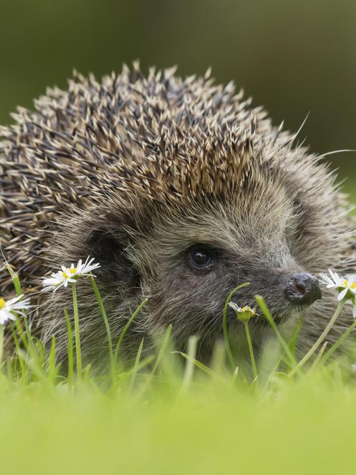 Das Foto zeigt einen Igel auf einer Wiese mit Gänse-Blümchen.