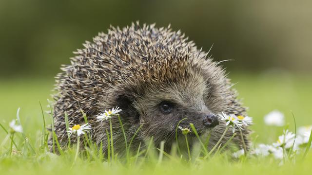 Das Foto zeigt einen Igel auf einer Wiese mit Gänse-Blümchen.