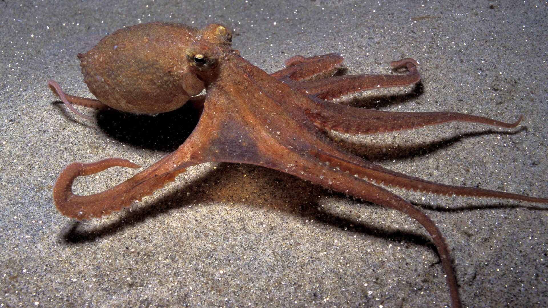 Kalifornische Zweipunktkrake (Octopus bimaculatus) schwimmt über Sandboden im Pazifik 