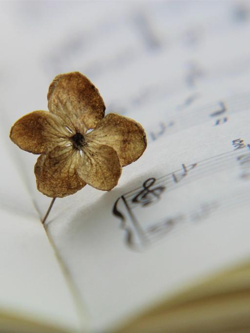 Eine getrocknete Hortensienblüte steckt in den Falten eines Notenblattes.