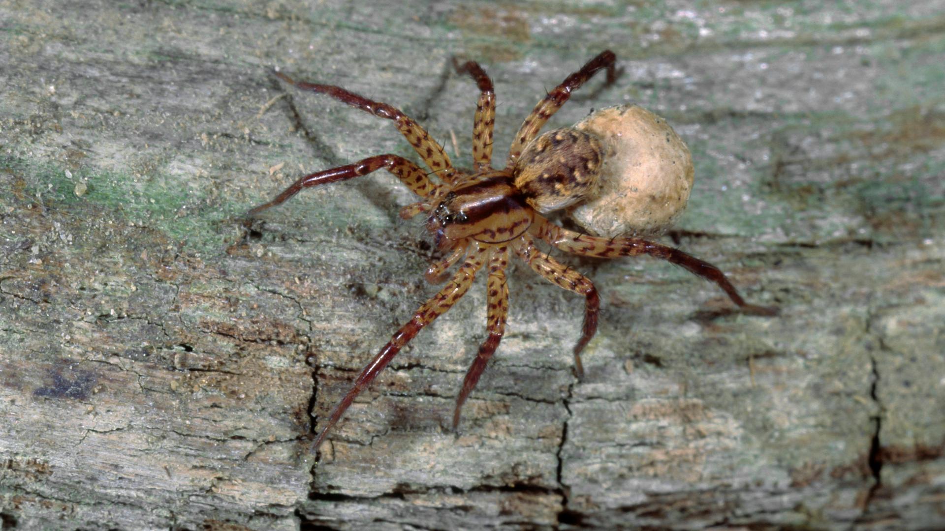 Eine braune Spinne auf einem Stein