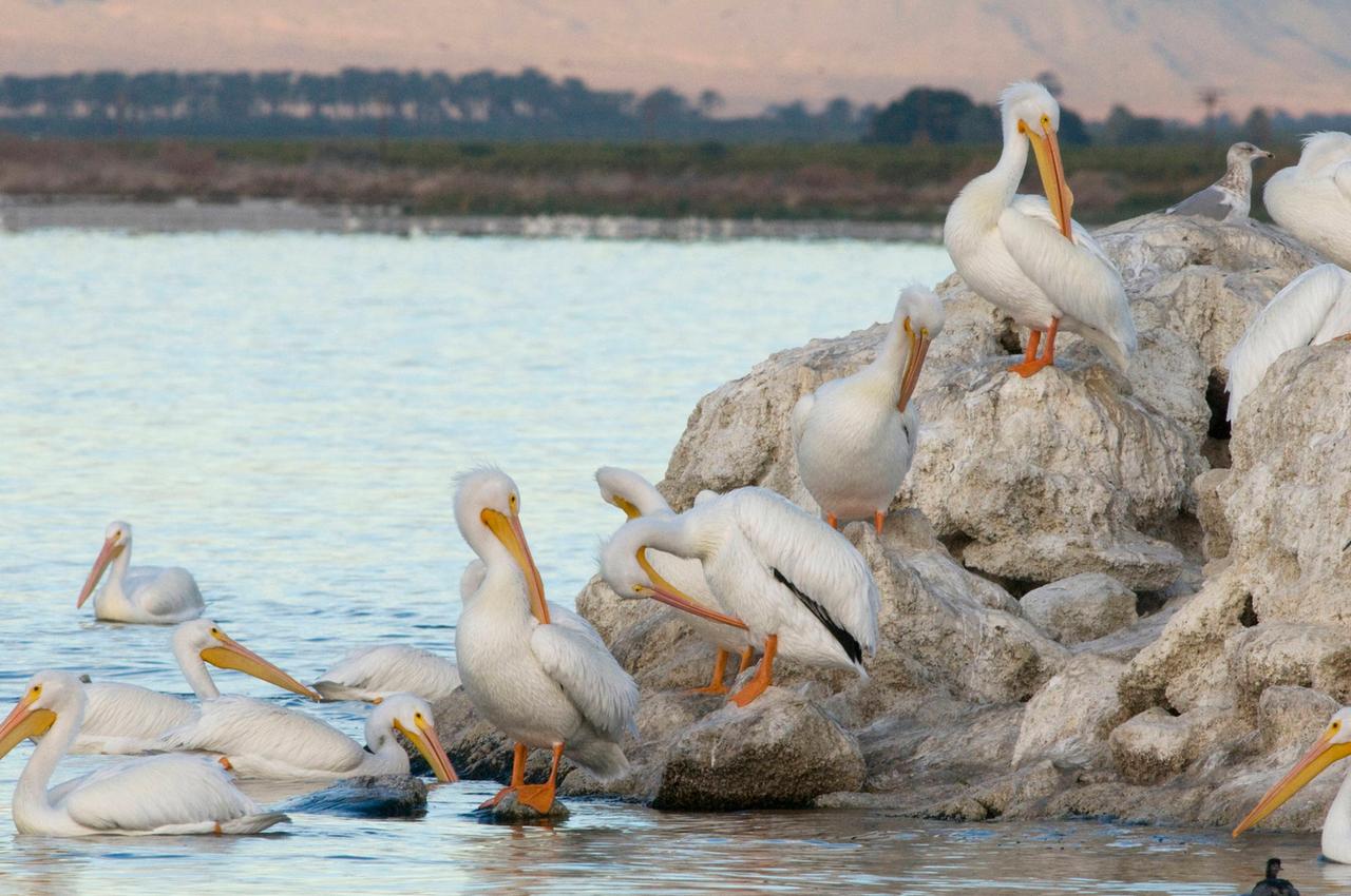 Weiße Pelikane putzen sich auf einem Felsen an einem See.