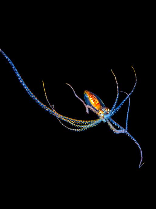 Dieses Larvenstadium eines Langarmkraken, Octopus sp., ist nicht mehr als fünf Zentimeter groß (wie abgebildet) und wurde nachts einige Meilen vor der Küste von Kona während eines Tauchgangs fotografiert.