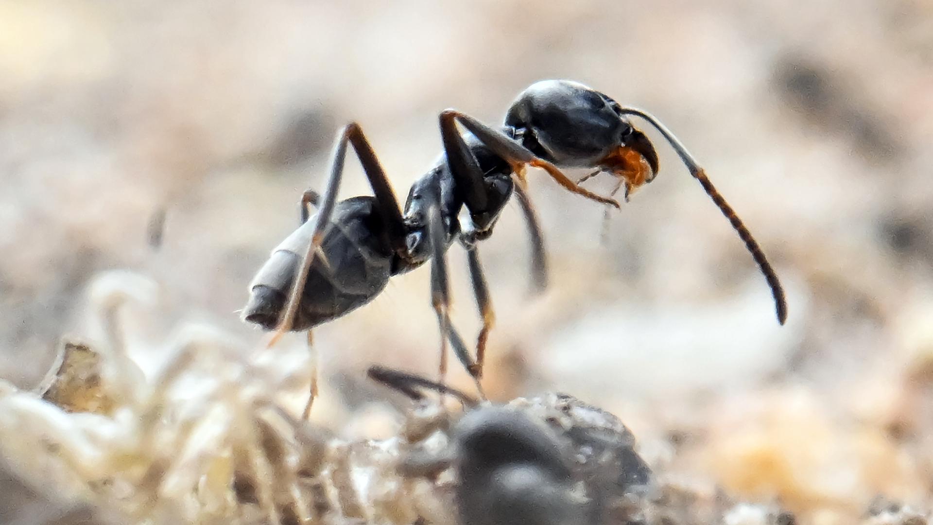Eine schwarze Ameise in Großaufnahme. Eine schwarze Ameise in Großaufnahme.
