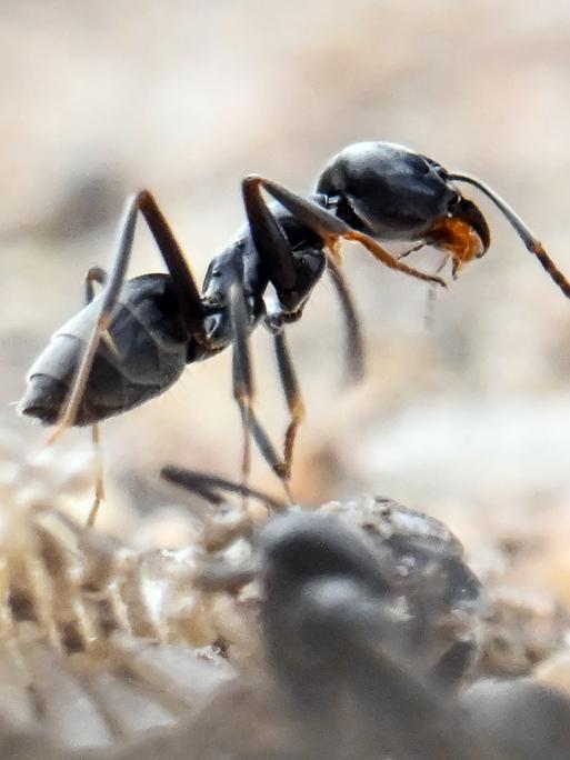 Eine schwarze Ameise in Großaufnahme.