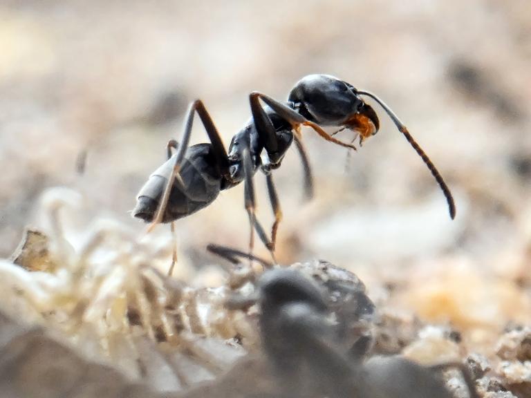 Eine schwarze Ameise in Großaufnahme.