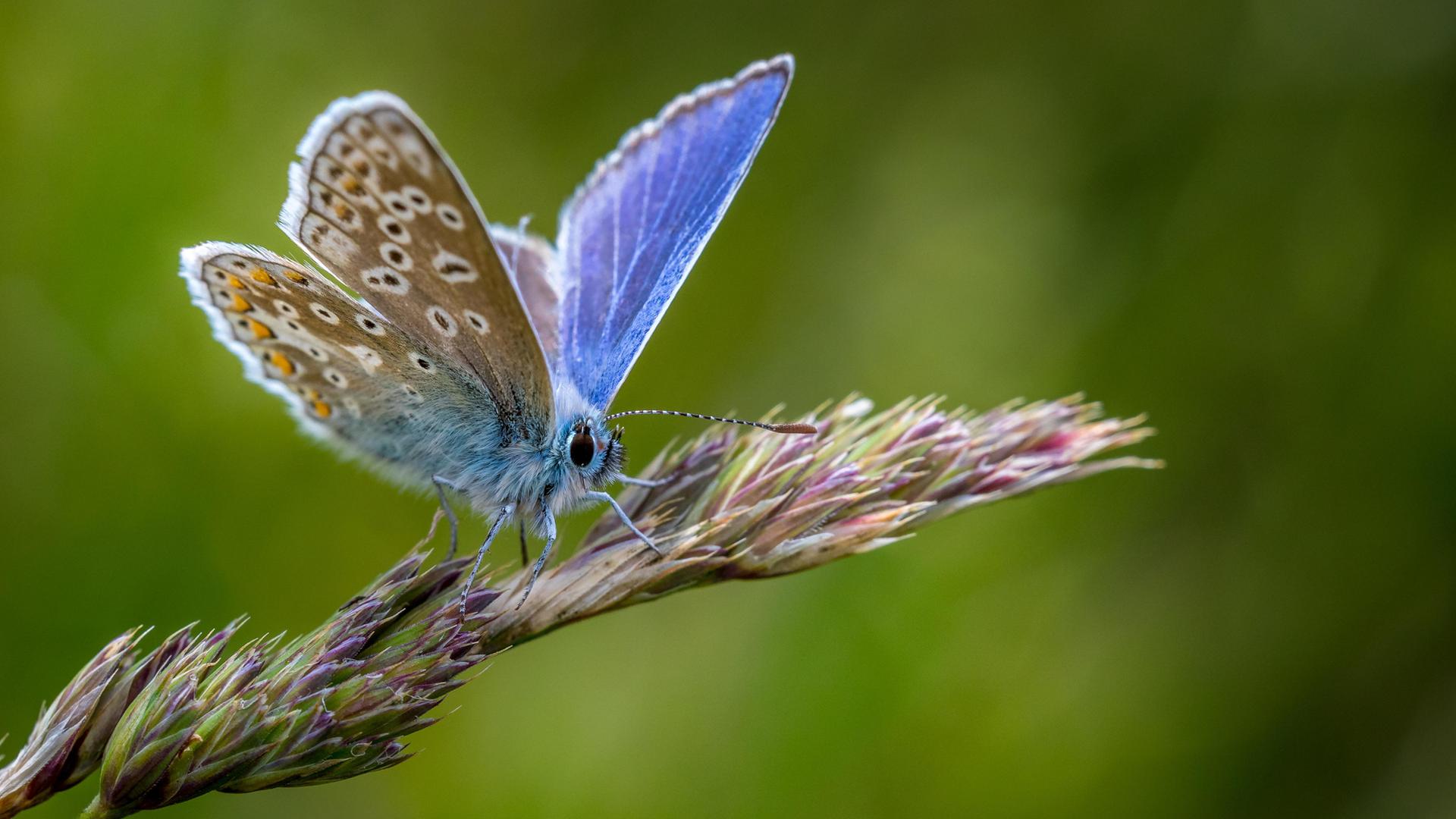 Gemeiner Bläuling. Ein Schmetterling mit blauen Flügeln sitzt auf einer Pflanze.