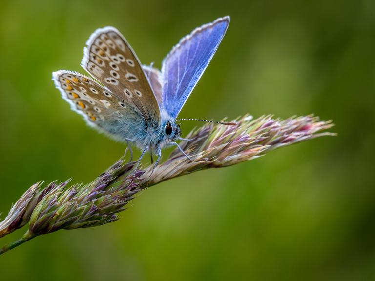 Gemeiner Bläuling. Ein Schmetterling mit blauen Flügeln sitzt auf einer Pflanze.