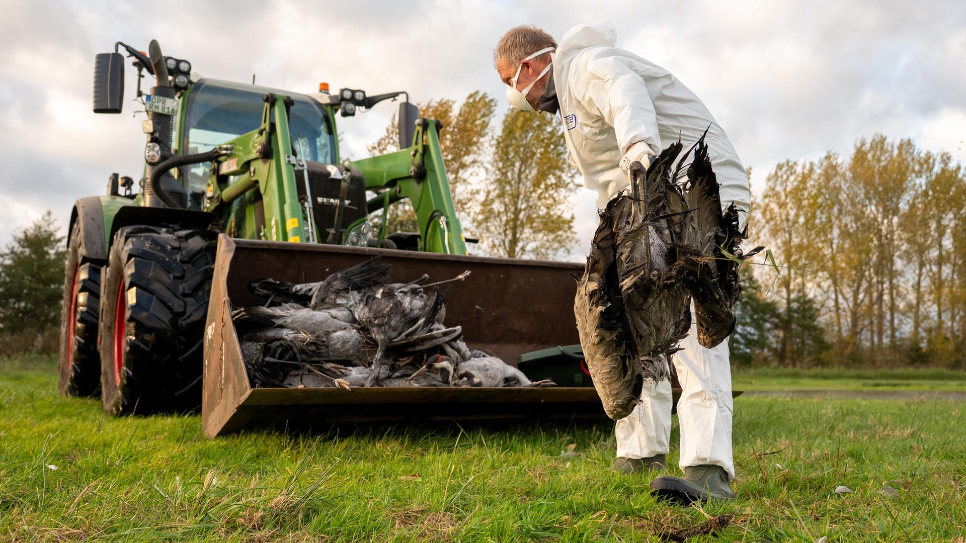 Ein Helfer sammelt einen toten Kranich auf. Er wirft ihn in eine Traktor-Schaufel. 