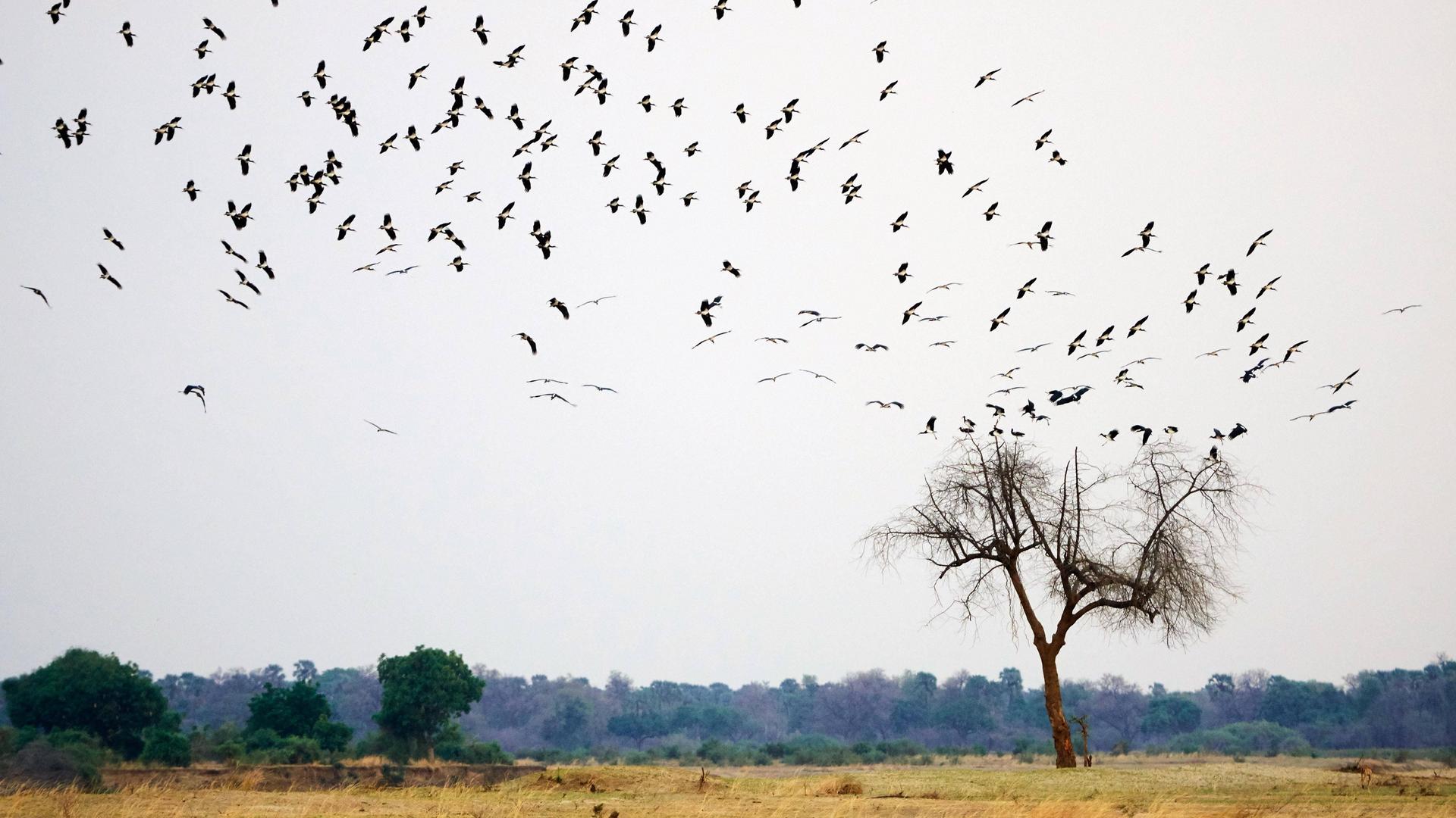 Ein Storchenschwarm fliegt über einem Baum in der Savanne Sambias.